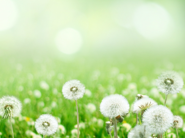 ഡാന്‍ഡെലിയോണ്‍ (ദുഗ്ധപേനി)