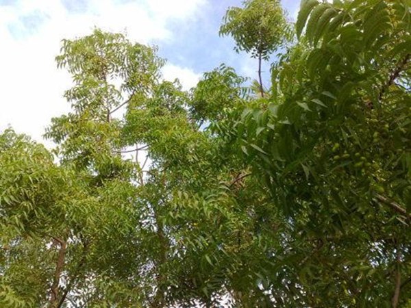 ആര്യവേപ്പ്