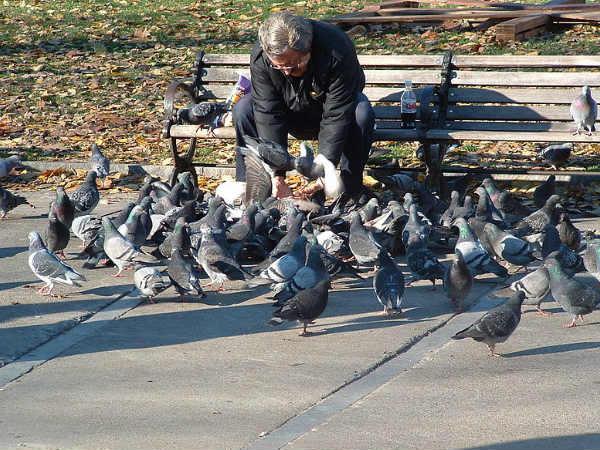 പ്രാവുകള്‍ക്ക്‌ തീറ്റകൊടുക്കരുത്‌