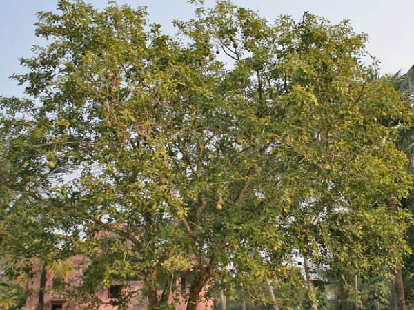 കൂവളം കൂവളം