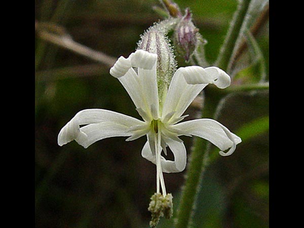 നോട്ടിംഗ് ഗാം ക്യാച്ച് ഫ്‌ളൈ 