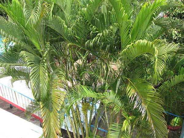 സോ പാല്‍മെറ്റോ 