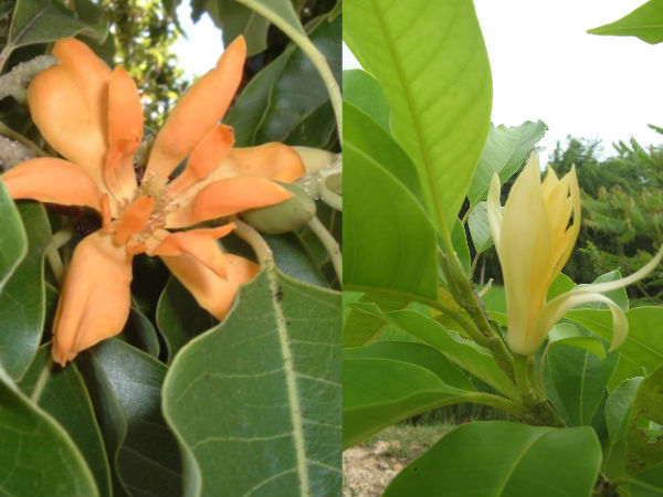 ഇന്ദ്രന്റെ പാപം