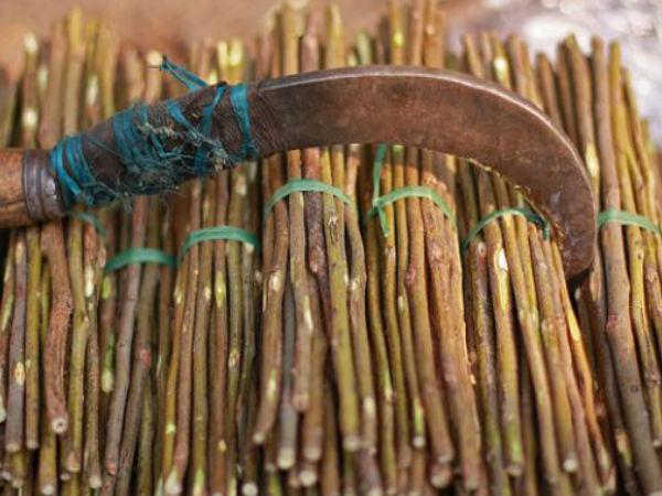 പേരാല്‍ (ഫികസ് റെലിഗിയോസ) 