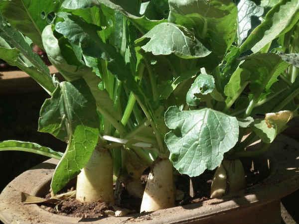 സ്വഭാവിക പരിഹാരങ്ങള്‍