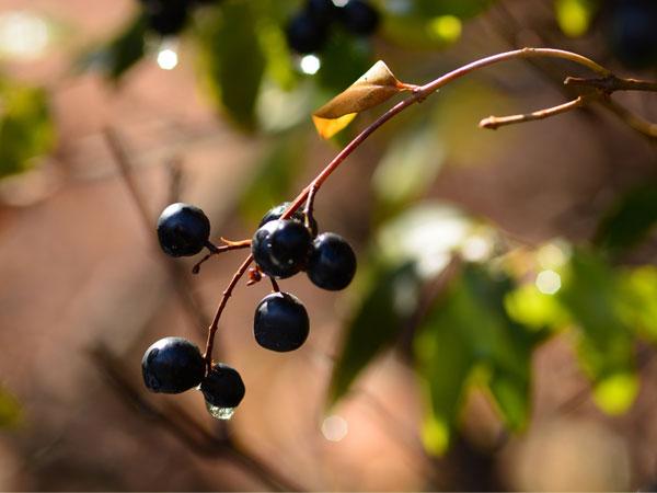  ലിംഗ്സ്ട്രം 