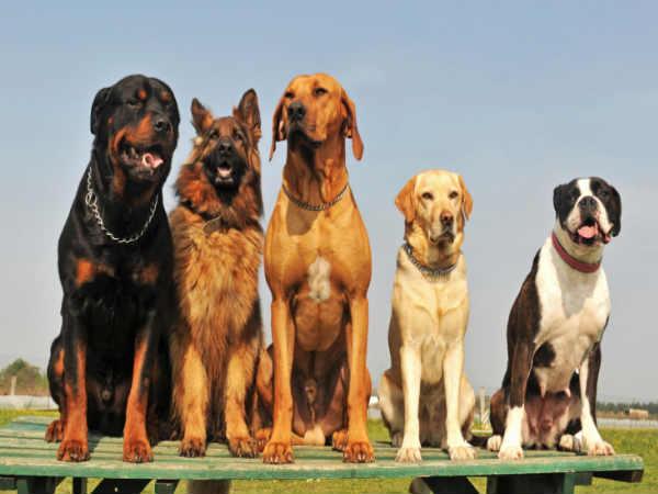 Relationship Lessons You Can Take From Your Pet Relationship Lessons You Can Take From Your Pet