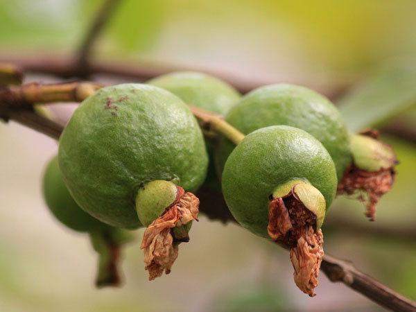 പേരയ്ക്ക