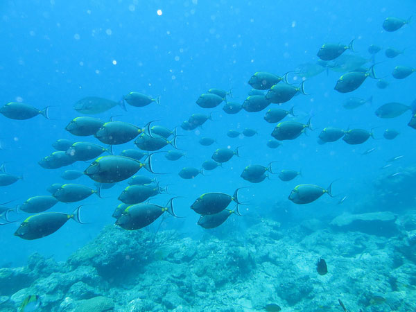 സീലന്ററേറ്റുകള്‍