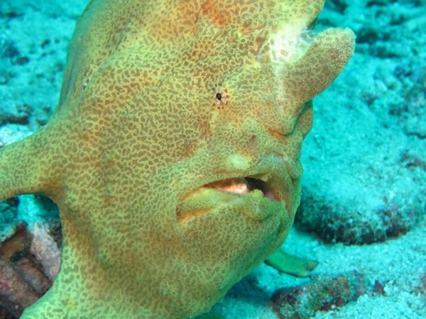 സ്‌പോഞ്ചസ്