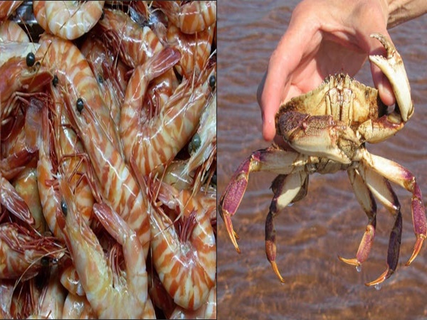 ചെമ്മീനും ഞണ്ടും