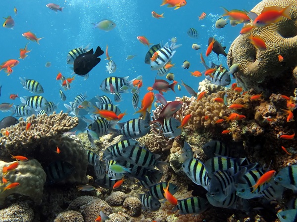 സൂക്ഷ്മജീവികള്‍