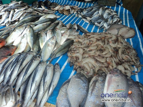 സീ ഹെയര്‍