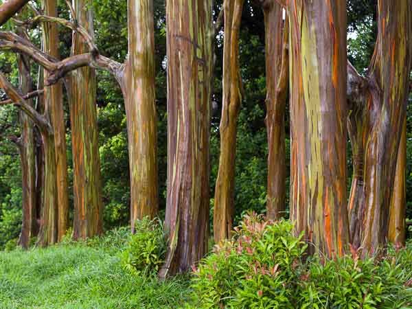 ഇന്ത്യയിലെ ചില കൗതുകങ്ങള്‍