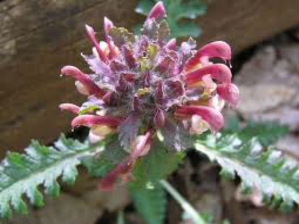 വുഡ് ബെറ്റണി