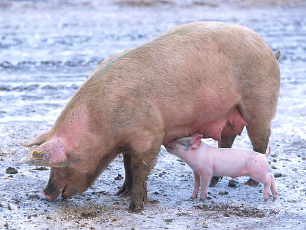 വിഷ പദാര്‍ത്ഥങ്ങള്‍