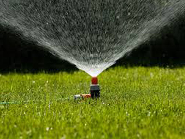 സ്പിരുലിന