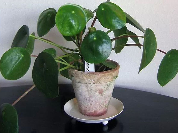 ബോക് ചോയ്