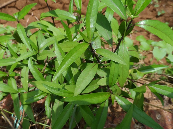 വാതംകൊല്ലിയുടെ വേര്