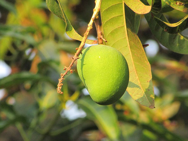 മാവിന്റെ തളിര്‍