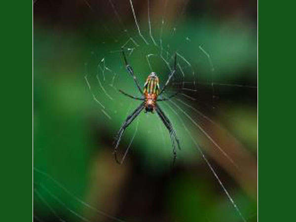 ചിലന്തി ചിലന്തി