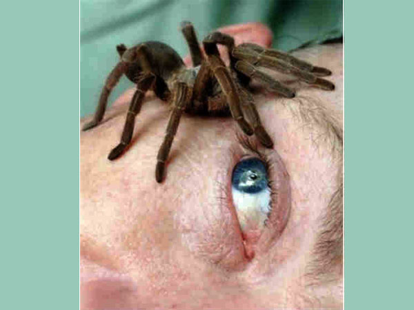 ചിലന്തി ചിലന്തി