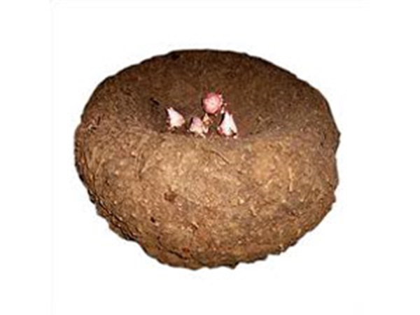 കാത്സ്യം