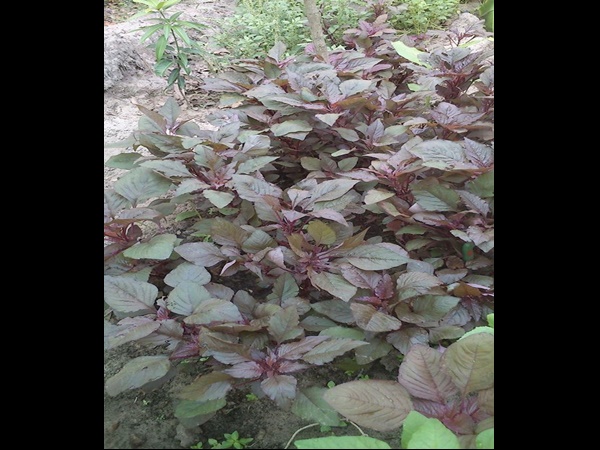 ഗര്‍ഭിണികള്‍ക്ക്