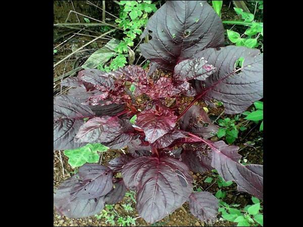 രക്തം വര്‍ദ്ധിപ്പിക്കാം 