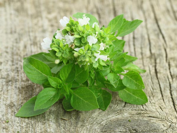 തുളസിയില