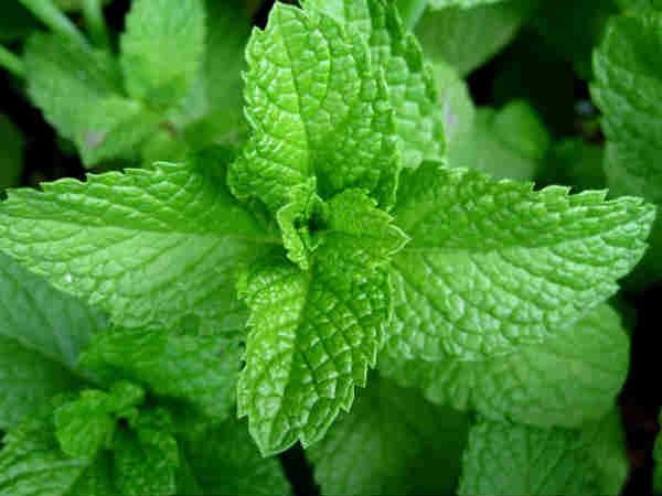 ബ്യൂട്ടി ടിപ്‌സ്