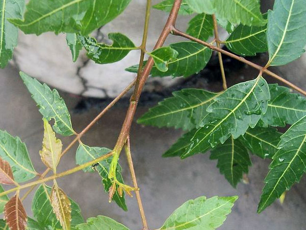 ആയുര്‍വ്വേദ വഴികള്‍