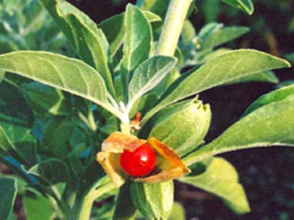 ആയുര്‍വ്വേദ വഴികള്‍