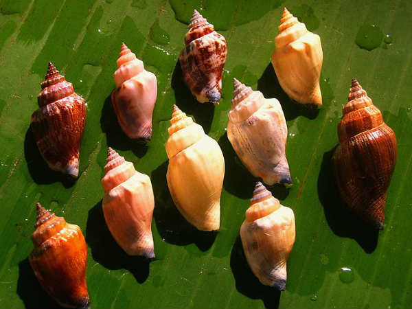 ആയുര്‍വേദത്തില്‍ ശംഖിന്റെ ഉപയോഗങ്ങള്‍