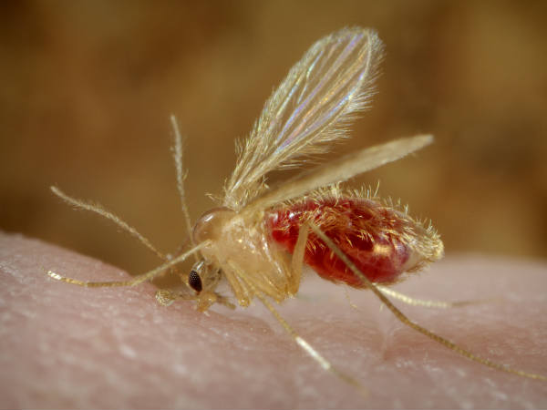 പടരുന്ന വിധം