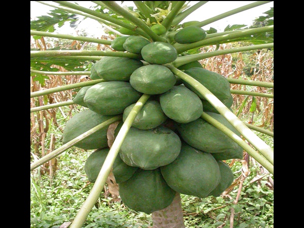 പച്ചപ്പപ്പായ