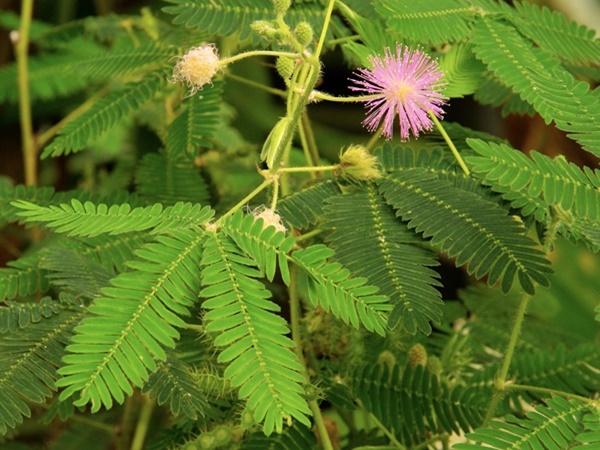 മൂലക്കുരു