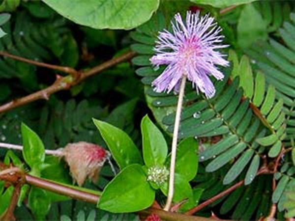 ഗുണങ്ങള്‍