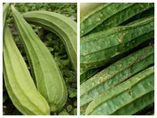 ഉഷ്ണം കുറയ്ക്കുന്നു