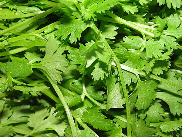 6. അയമോദകച്ചെടി 