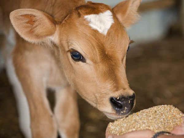 ബീഫ് നിരോധനം ബീഫ് നിരോധനം