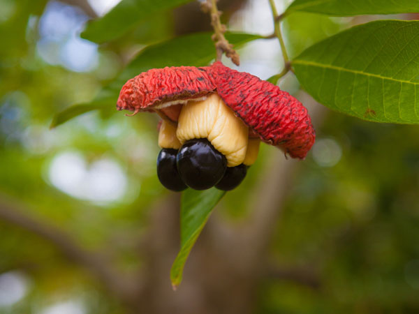 അക്കി അക്കി