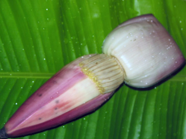 വിറ്റാമിന്റെ കലവറ