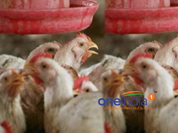 പക്ഷിപ്പനിയെന്ന ഭീകരന്‍