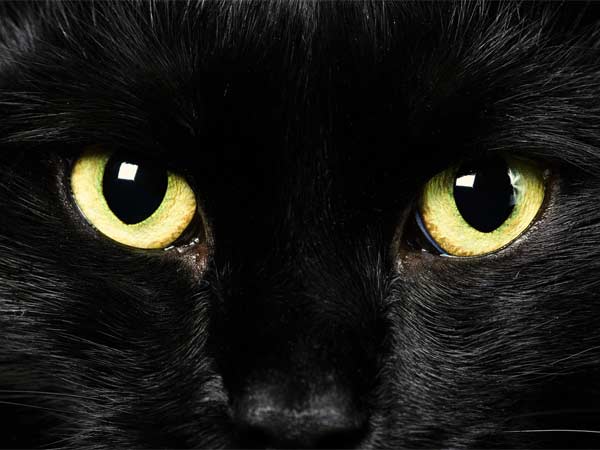 വിദ്വേഷണം