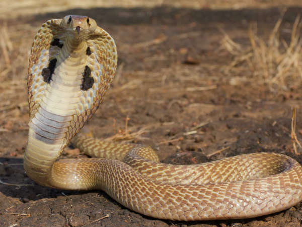 സര്‍പ്പാരാധനയുടെ തുടക്കം