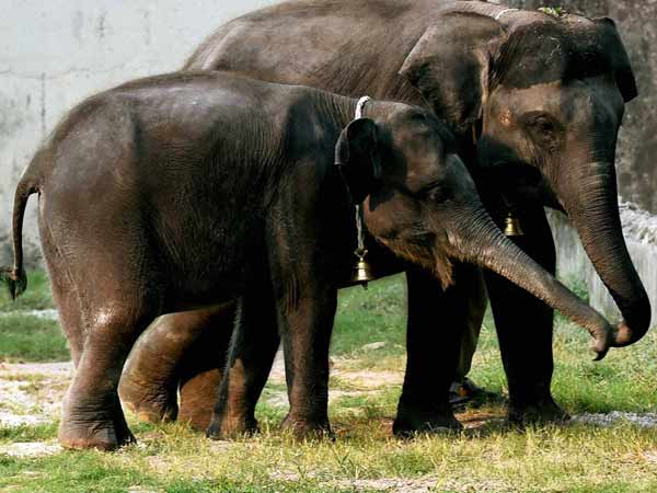 ആനയെ സ്വപ്‌നം കണ്ടാല്‍