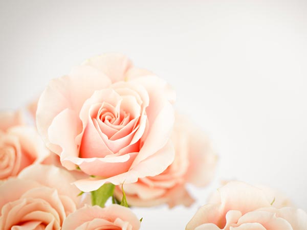 പീച്ച് റോസ്