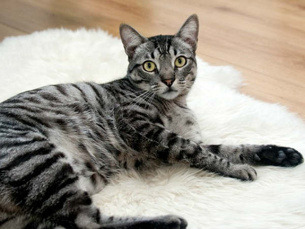 ചാരനിറമുള്ള പൂച്ച ചാരനിറമുള്ള പൂച്ച