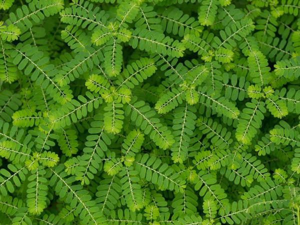 കീഴാര്‍നെല്ലി